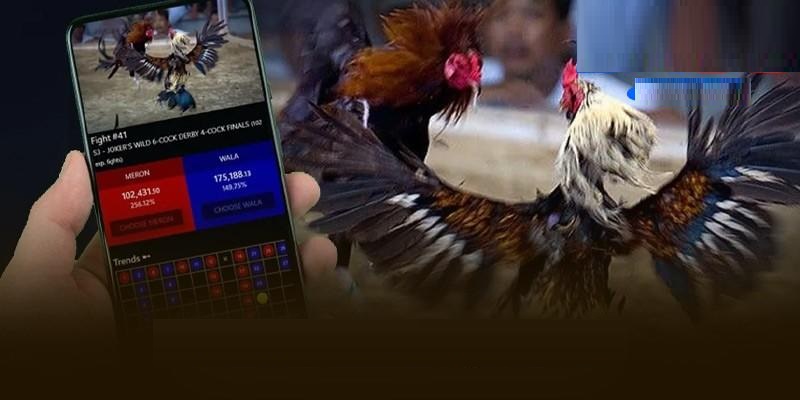 Sảnh chơi đá gà hội tụ nhiều ưu điểm nổi bật